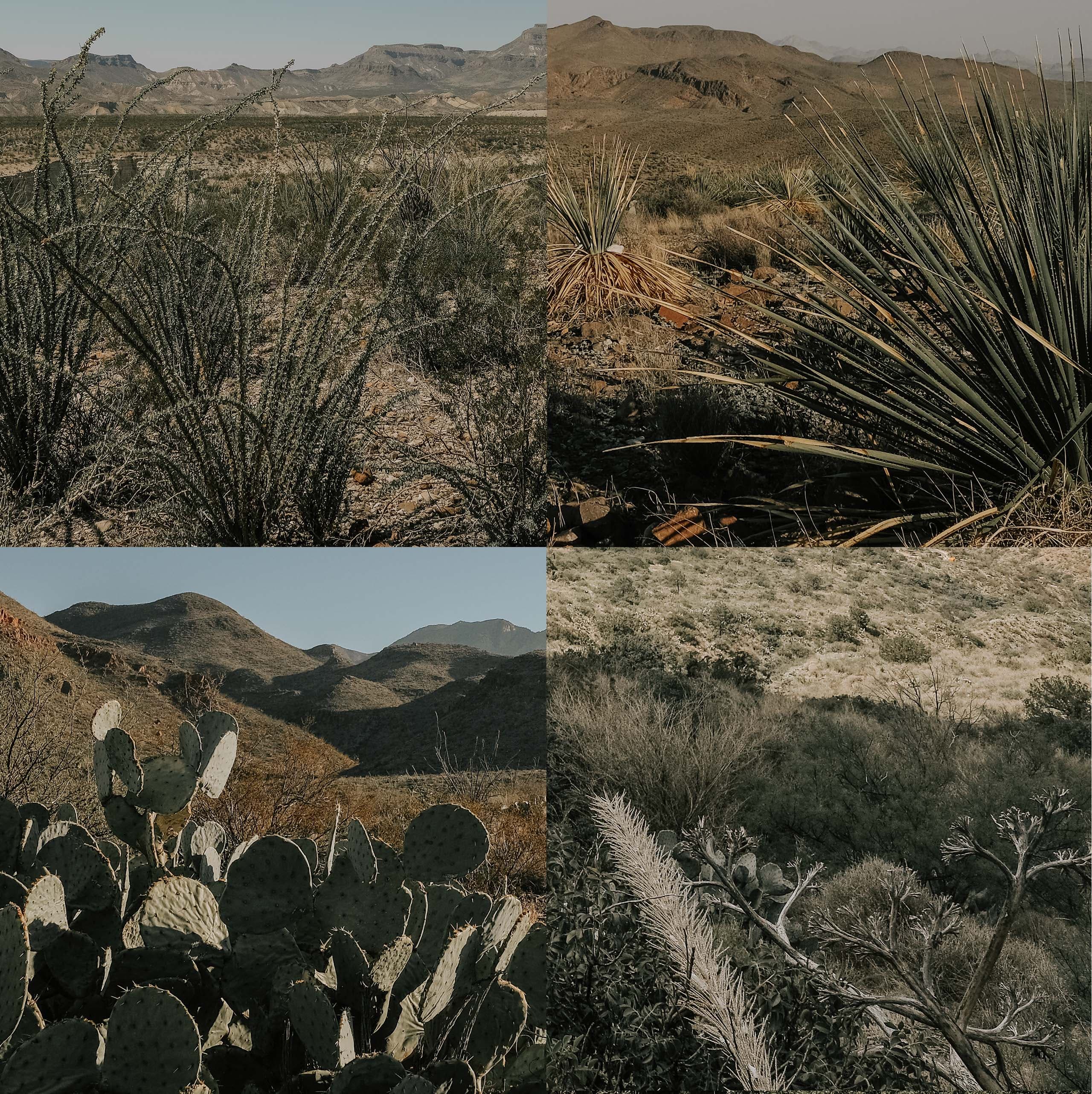 Four desert studies in a grid: ocotillo scrub, sotol spikes, a cactus hillside, and a Big Bend ridge