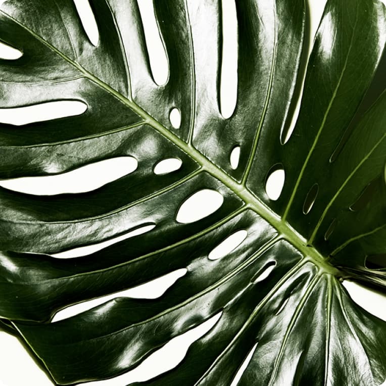 Single monstera leaf shot tight on white, treated as a graphic material rather than a styling prop