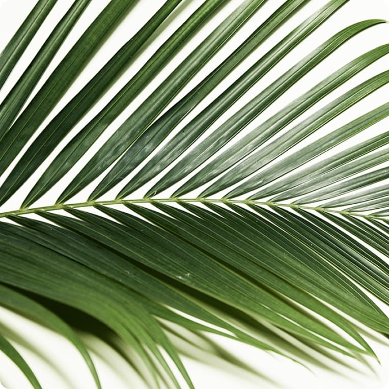 Palm frond texture detail with sharp blade structure shot on white studio backdrop, the second material in the foliage kit