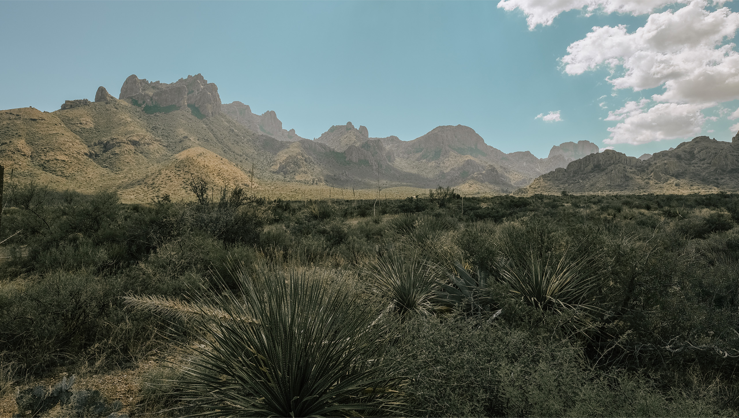 Panorama of the Chisos range under a bright sky, a sotol plant in the foreground