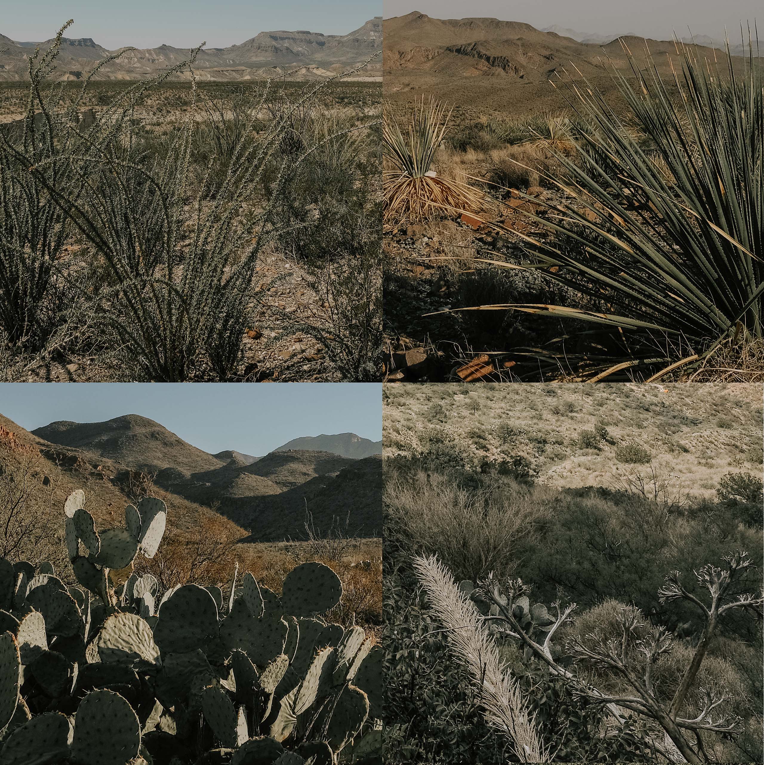 Four desert studies in a grid: ocotillo scrub, sotol spikes, a cactus hillside, and a Big Bend ridge