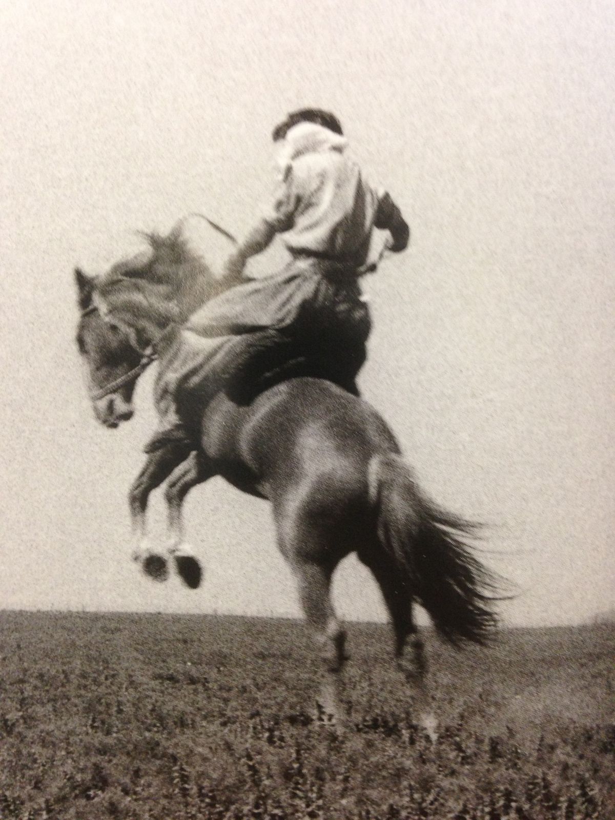 Black-and-white photograph, cowboy rearing on a horse in a grassy field